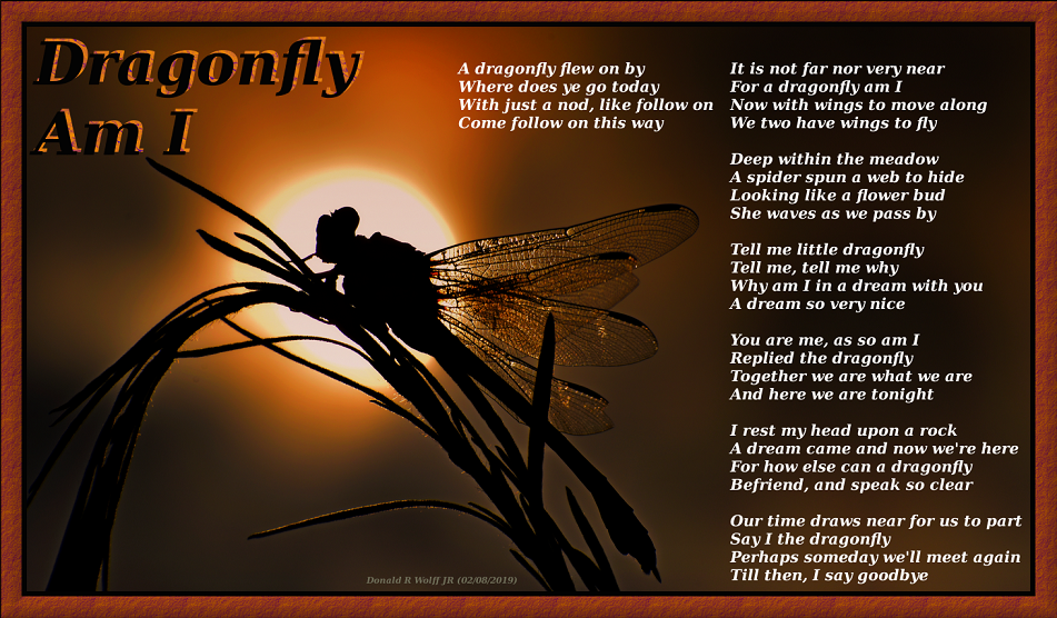 Dragonfly Am I