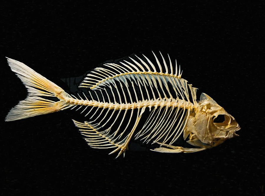 Skeleton Fish