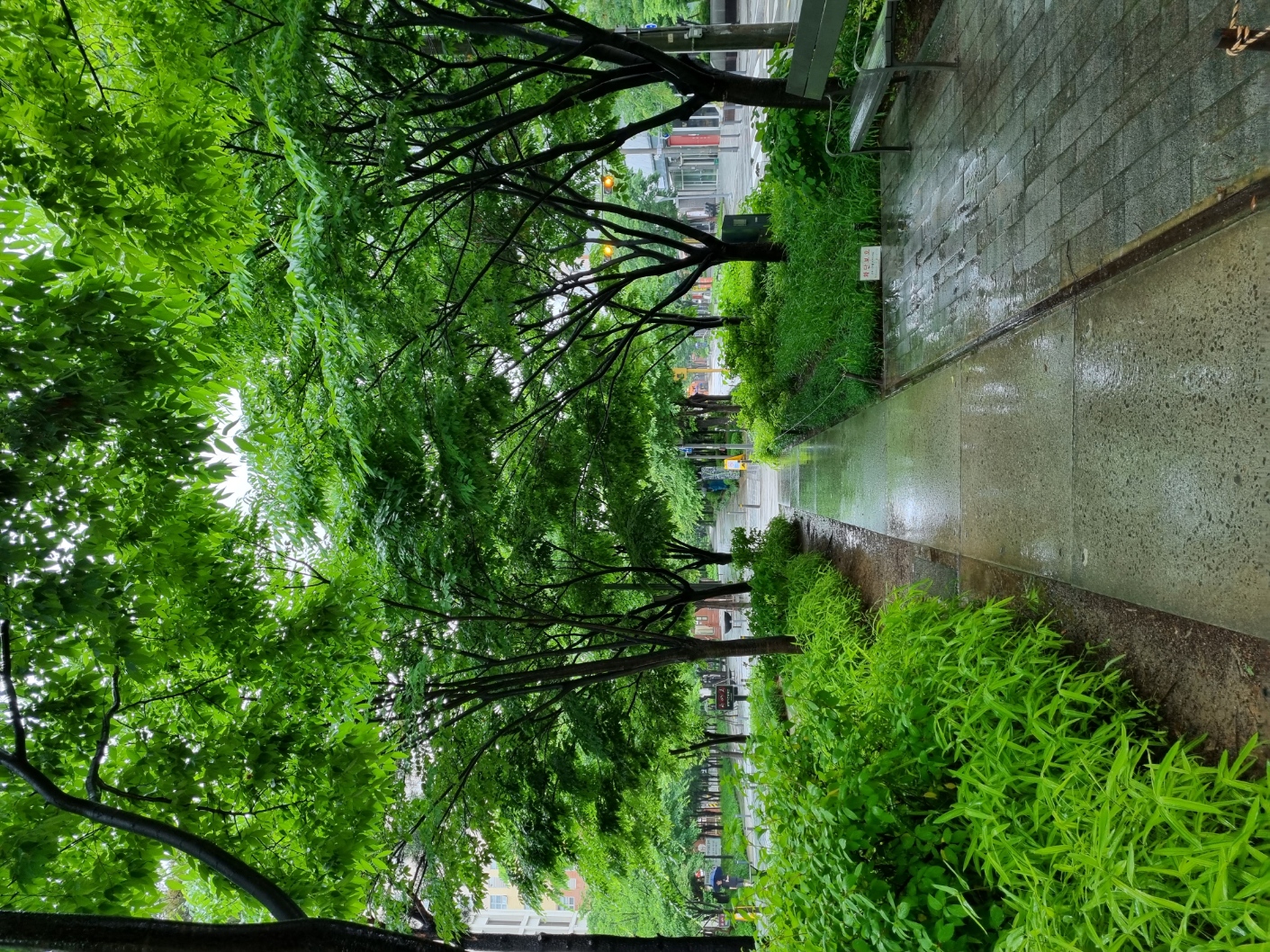 Rainy Scene At Gyeongui Line Park