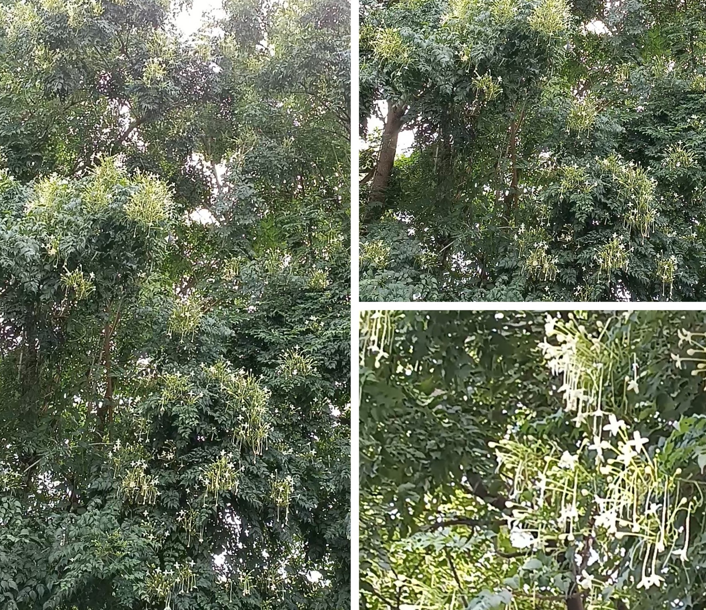 Millingtonia Hortensis. -The Tree Jasmine...!