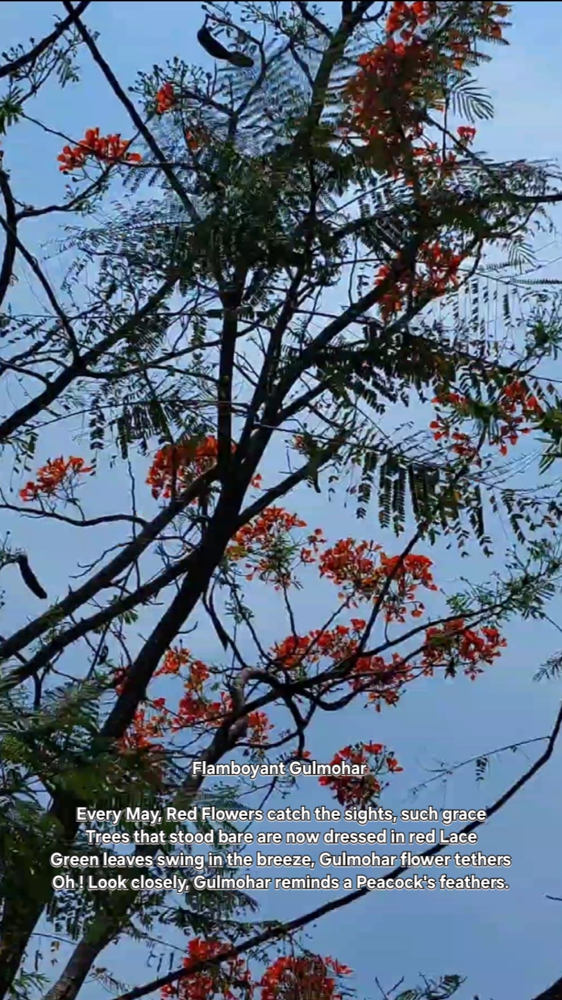 Flamboyant Gulmohar