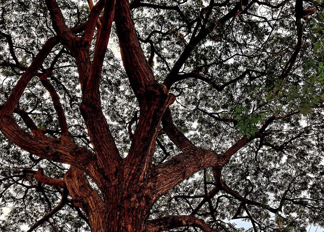 'Giant Brown Tree'
jrain Forest Photograph Series 2025