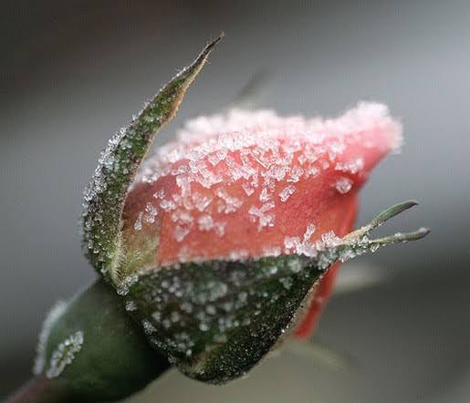 Wintry Rose