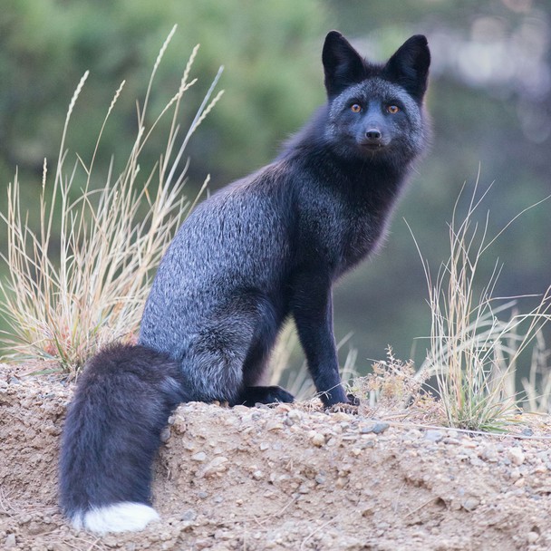 Black Fox