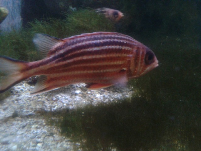 Μνήμη Ψαριού