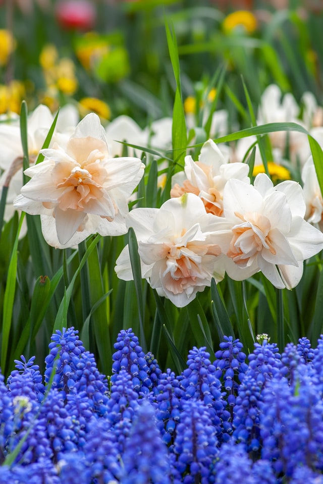 Hyacinths And Daffodils