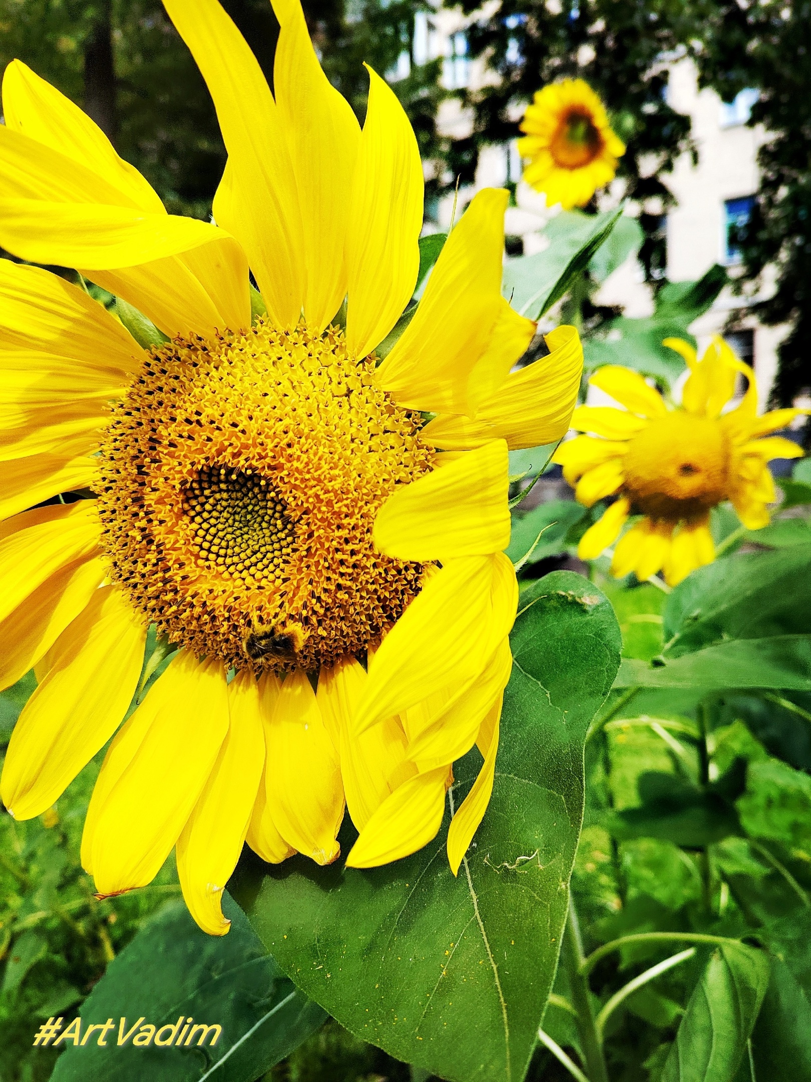 Моя Фотовыставка. 
вадим Артамонов.