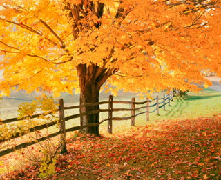 Autumn's Deceit