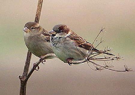 Two Sparrows And My Heart