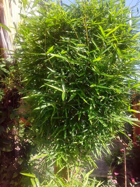 The Bamboo Bush In My Garden