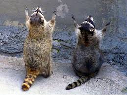 Prayer-Raccoons
