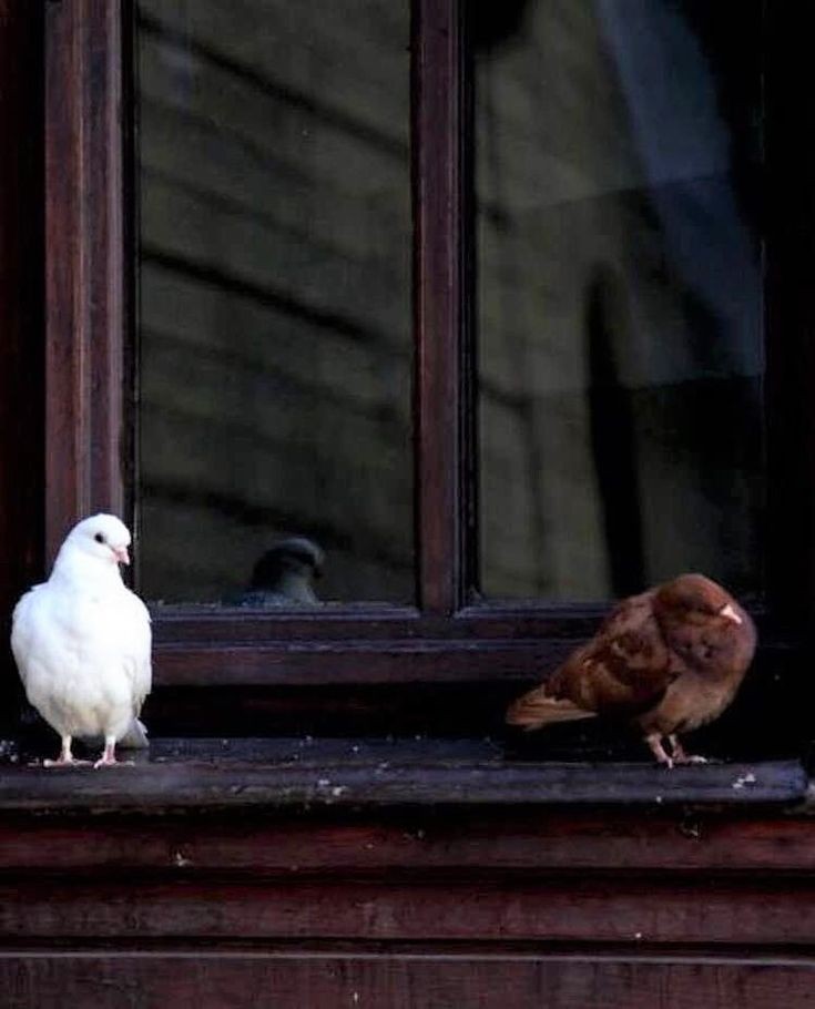 Never Give Up, Written By Mandeep Khanpuri