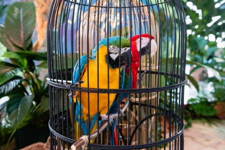 Wild Birds In Captivity
