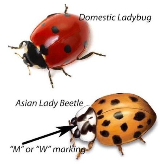 Fake Ladybug