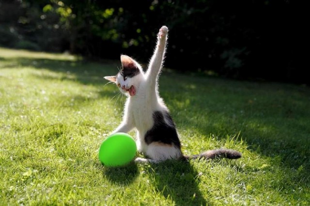 This Cat's On The Ball