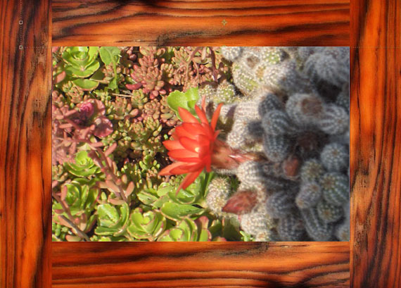 Cactus And Groundcover