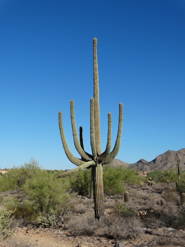 Arizona's Saguaro Cactus - In A League Of It's Own