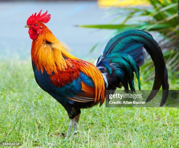 Around Me 05 - The Fowl
