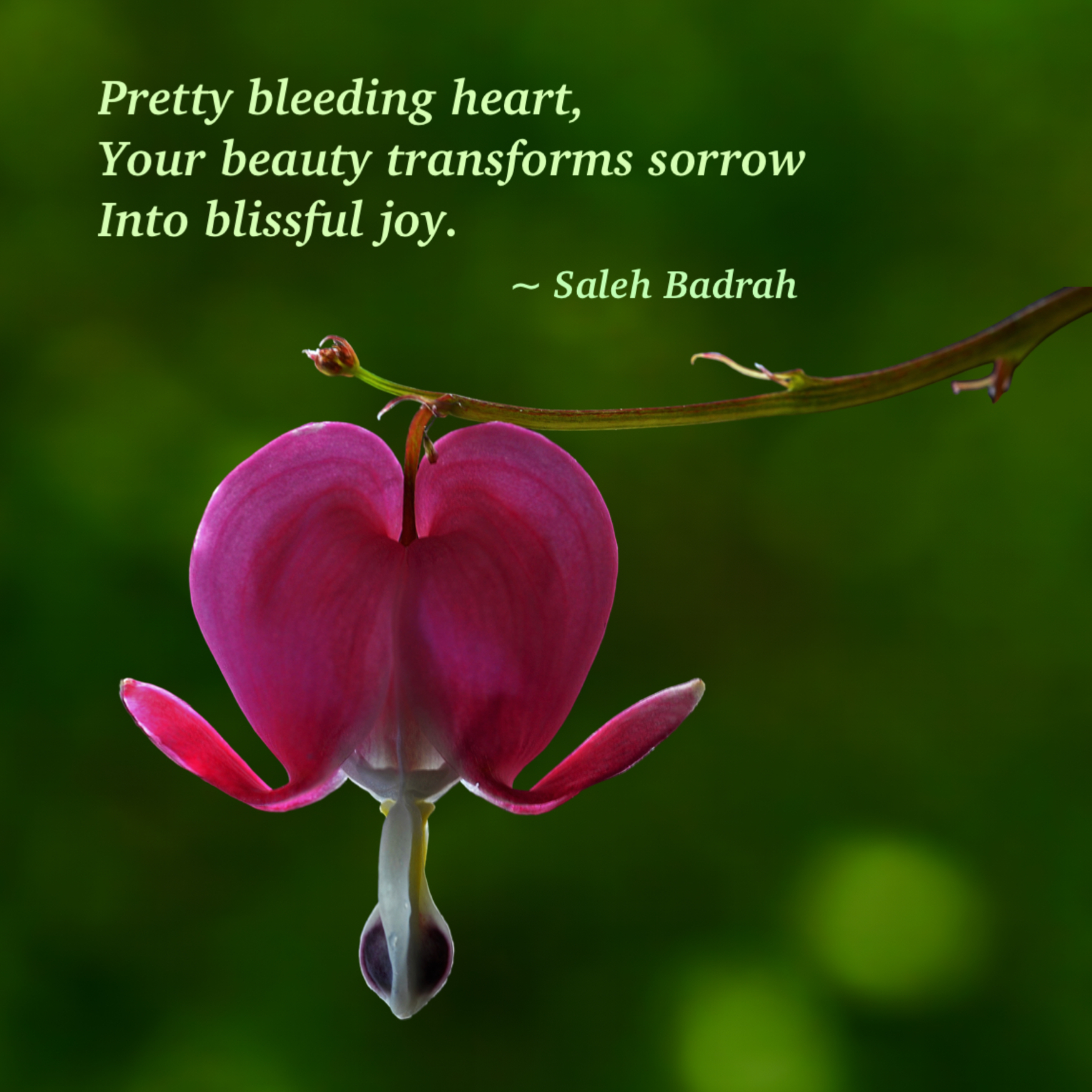 Pretty Bleeding Heart