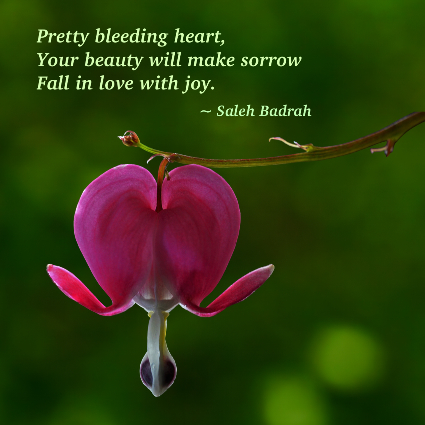 Pretty Bleeding Heart