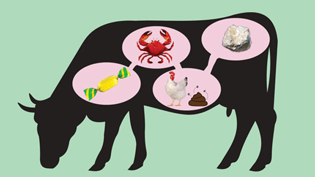 5 Of Many Toxins Fed To Cows