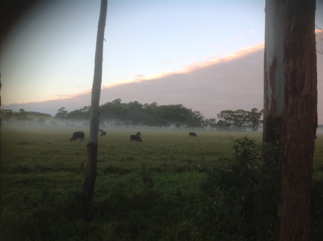 Born In The Cool Mist Of Dawn