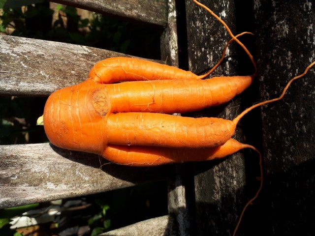 The Carrot Sonnet