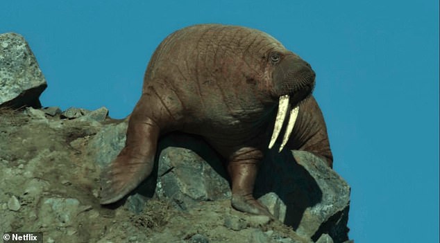 Gentle Walrus