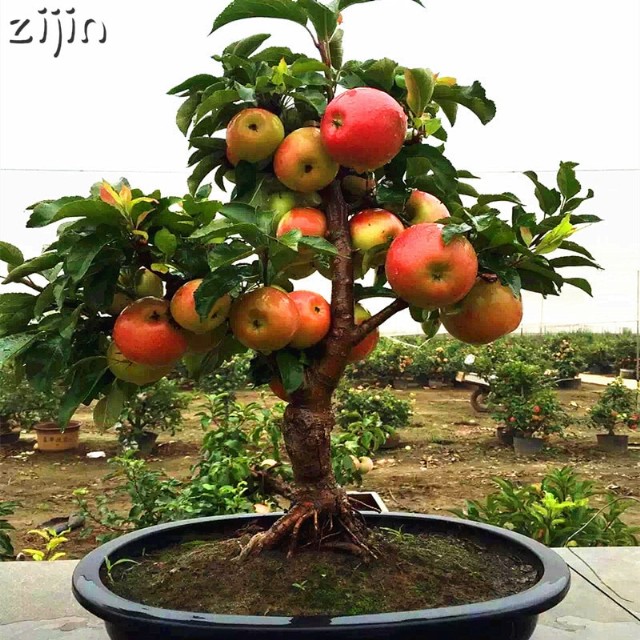 Then Sleep Happily Under The Shades Of Apple Tree!