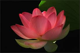 Red Lotus