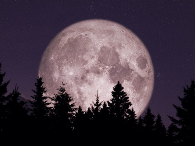 Dear Moon