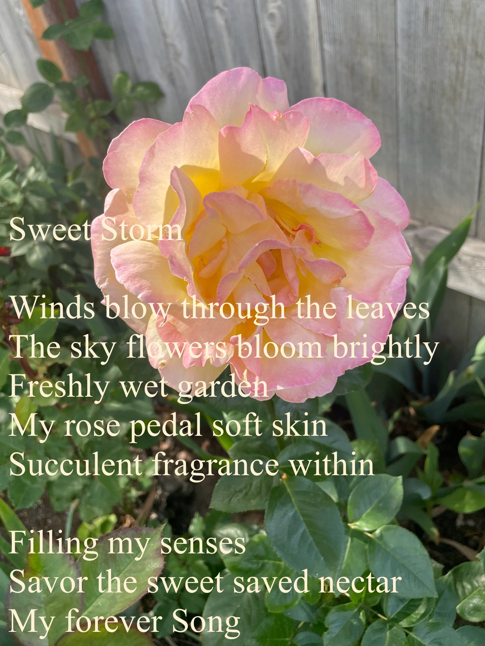 Sweet Storm