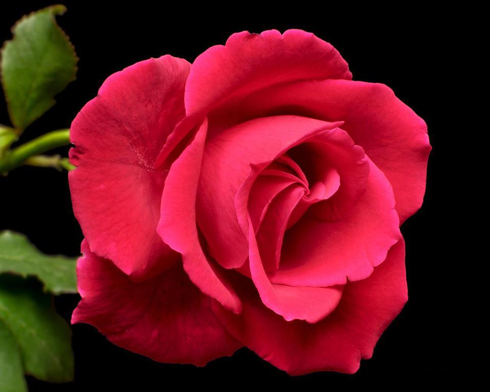 For My Dearest Inge