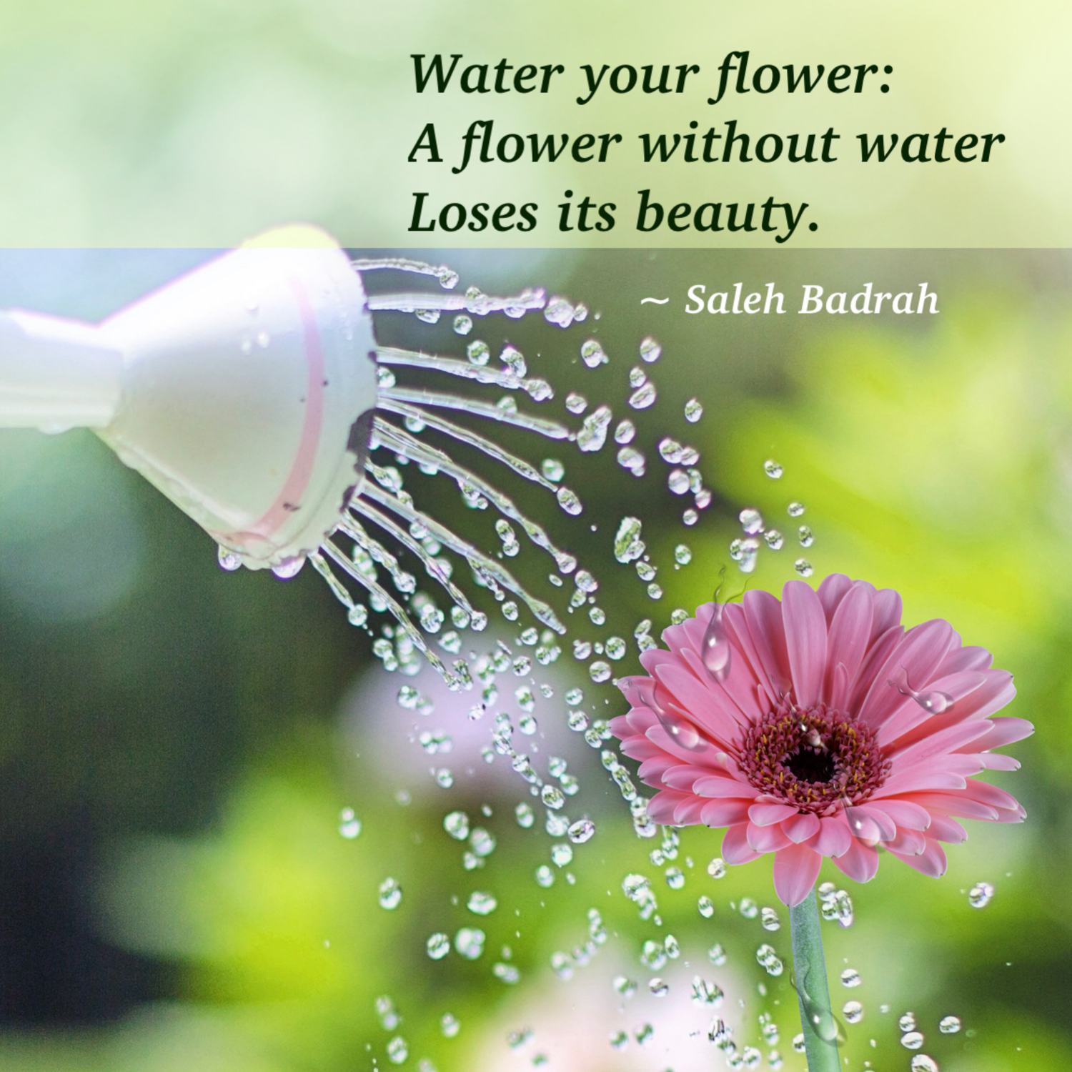 Water Your Flower