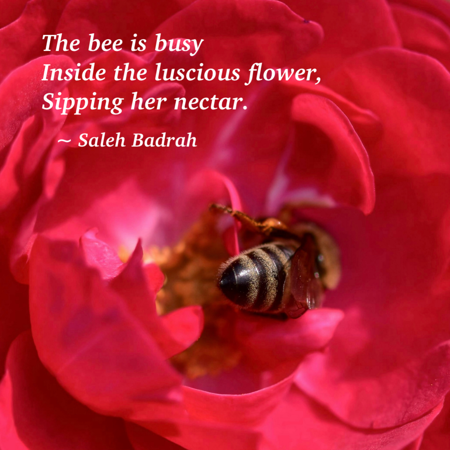 Sipping Her Nectar