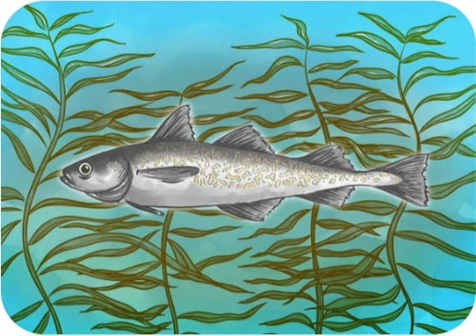Alaska Pollock