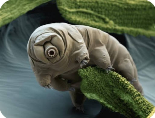 The Tardigrade
champion Of Life