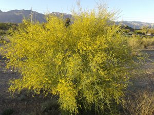 ടുസ്സാനില്‍ വിഷു (Vishu in Tucson, Arizona, USA)