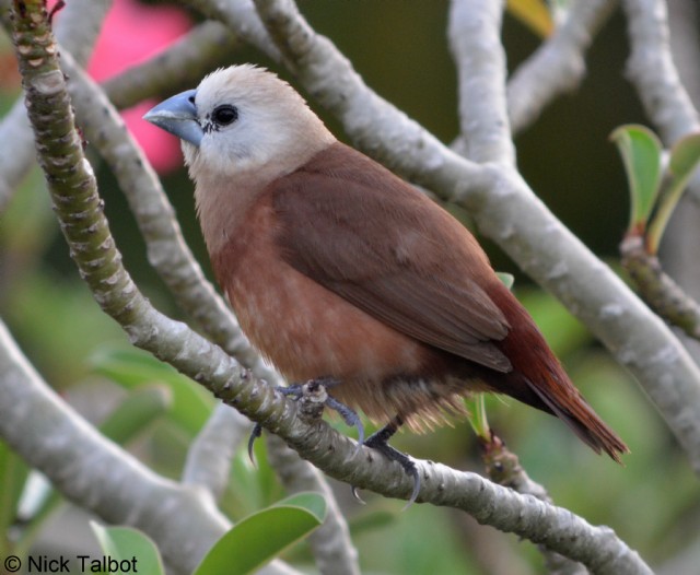 Come Perch In My Poem
