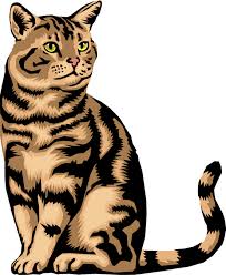 The Cat