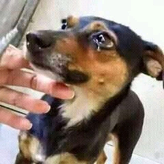 অসহায় প্রানী