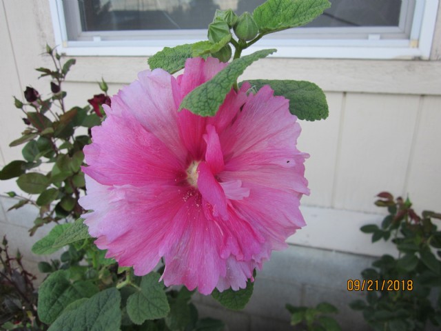 End Of Summer Flowers