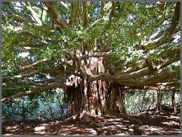 বটবৃক্ষ