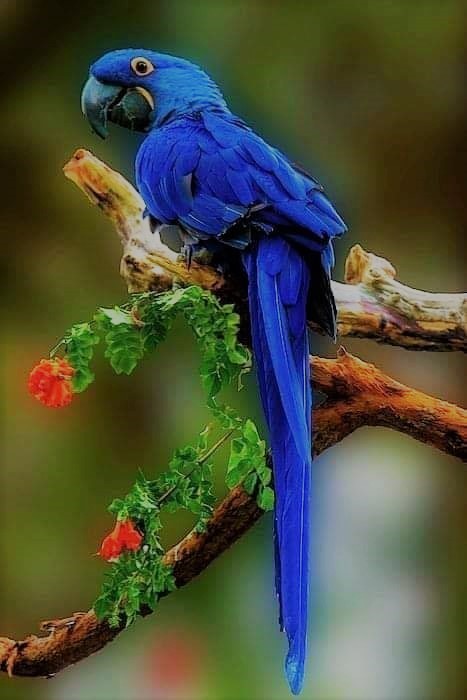 Bird Colours 9 - Bright Blue Parakeet