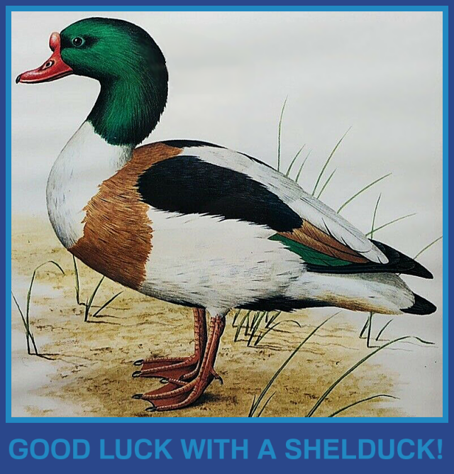 Shelduck