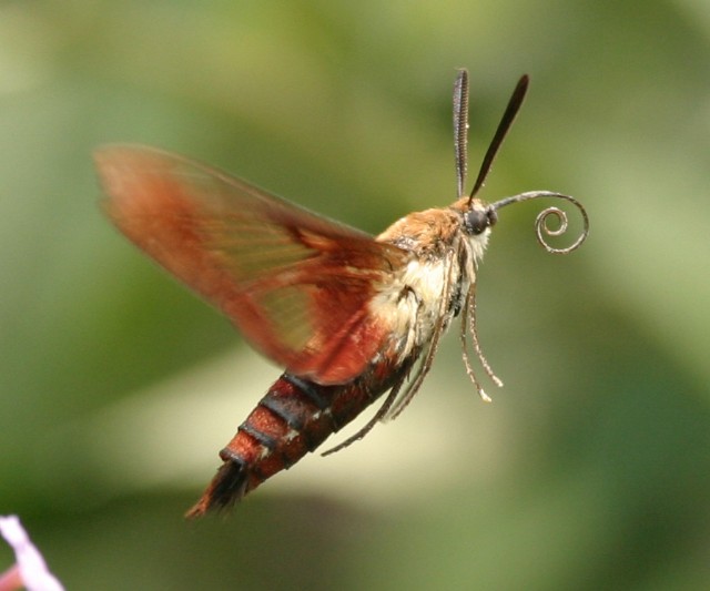 Attacked By A Hummingbird Moth