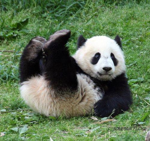 Life Story Of The Giant Panda
