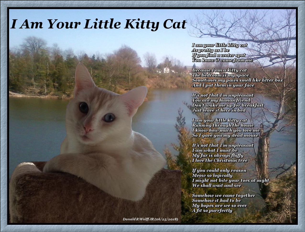 I Am Your Little Kitty Cat