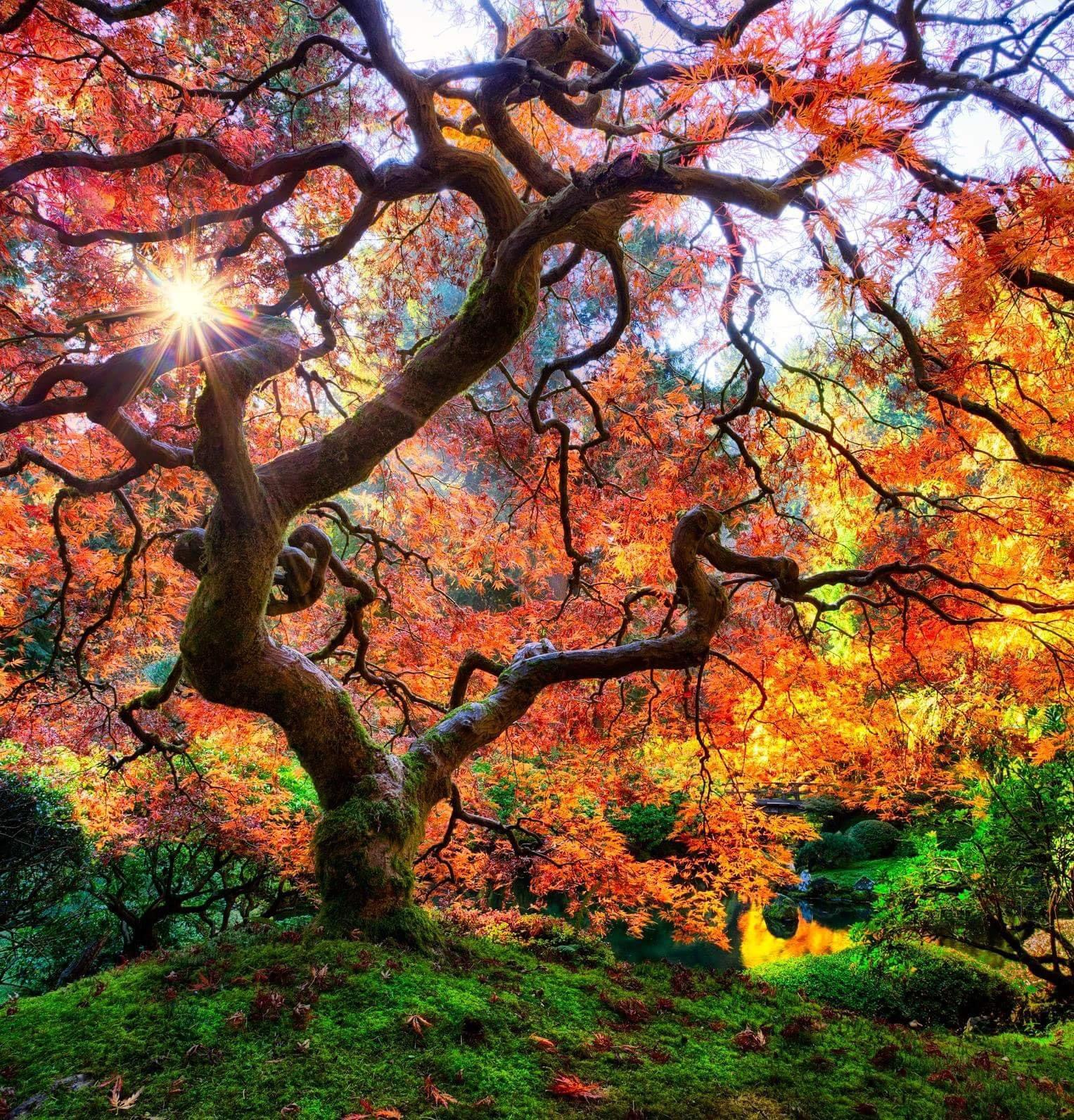 As Leaves Fall