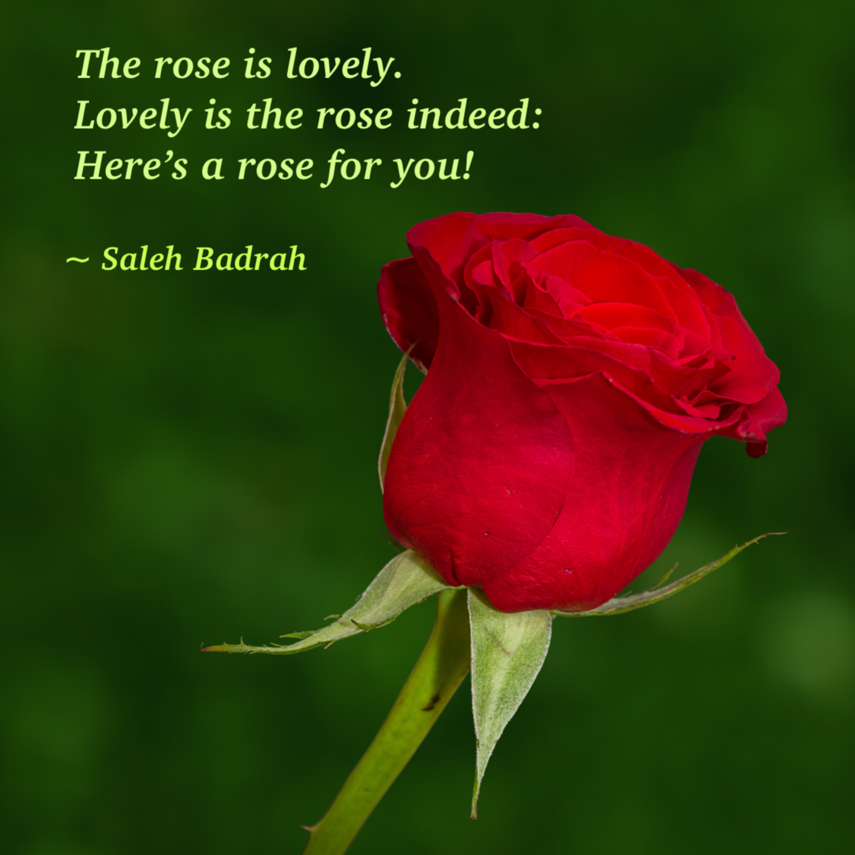 The Rose Is Lovely